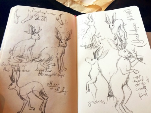 Had some coffee and sketch-time this morning after tutoring.I forgot how lanky dessert hare really a