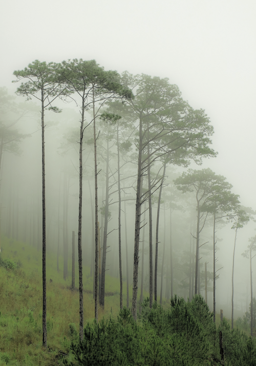 absinthius: Pine Forest in Fog by Dzung Viet Le