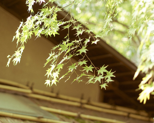ileftmyheartintokyo:もみじ - 圓徳院 高台寺 ／ Entoku-in Kodai-ji Temple by Active-U on Flickr.