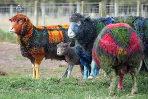 cottageinthelandserene: A Scottish farmer at Auchingarrich Wildlife Centre fools tourists into belie