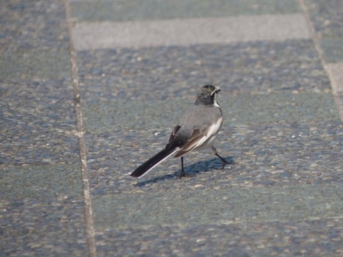 ハクセキレイ   japanese pied wagtailTown Birds ～ 街の鳥  ArchiveTown Sparrow ～ 街のすずめ　Archive