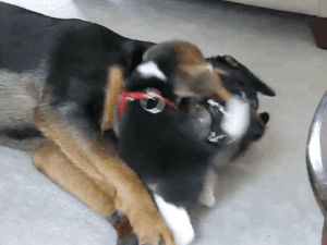 gifsboom:  Beagle Puppy Attacks Rottweiler. [video]