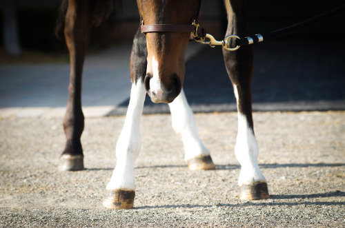 photographybylc:Unsure, but ambitious little hoofs  -  lead by a brave, brave nose.