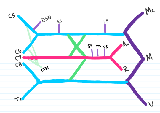 Medschoolmanic Presents: Brachial Plexus Made Easy!
