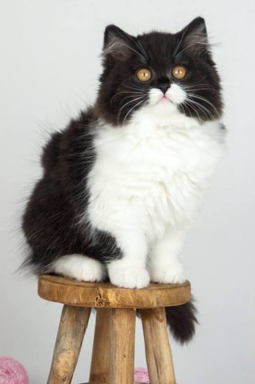 scottishstraight: Fluffy penguin :3© “My Happiness” cattery