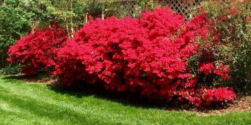 Red Azalea Along the Back Fence, Fairfax, 2017.We were in the Pacific Northwest when this bloomed in 2016, and even thou