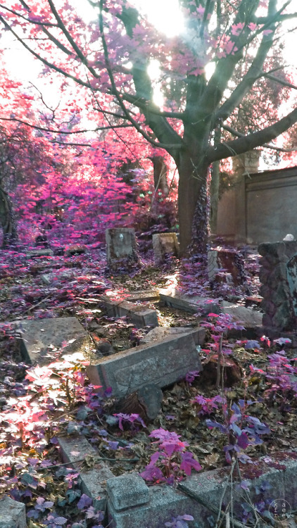 kafere:Old cementary | Bielsko Biala,PL