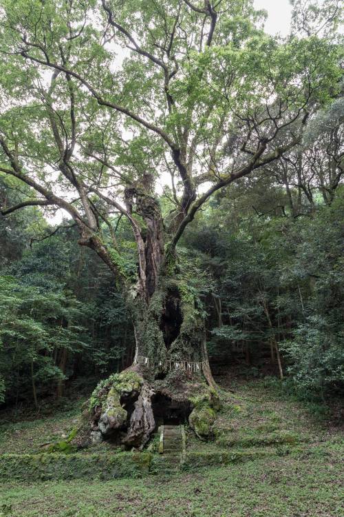 voiceofnature: The Sacred Tree of Takeo Shrine (Takeo’s Okusu Tree)                        Locatio