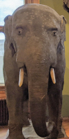 fruitpilled-peachcel:Forward facing elephant is my favorite failed taxidermy/cryptid