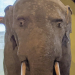fruitpilled-peachcel:Forward facing elephant is my favorite failed taxidermy/cryptid