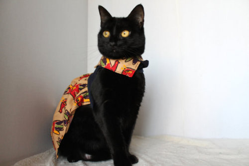 catscatscatss:thanksgiving cat dress. adorable!!!(source)