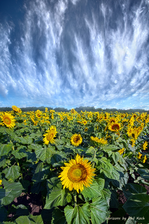 “Keep Your Face To The Son”Wisconsin Horizons by Phil KochTurning natural landscapes int