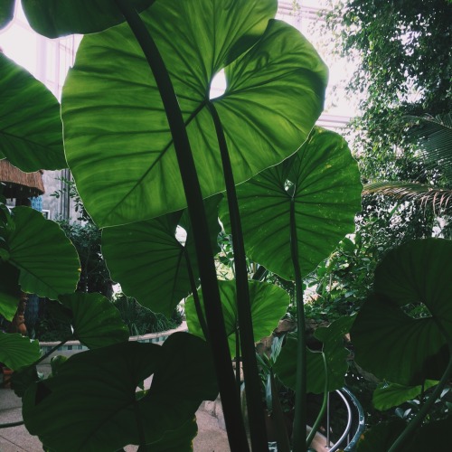 cxrmencunninghxm:visited some plants, made some fronds