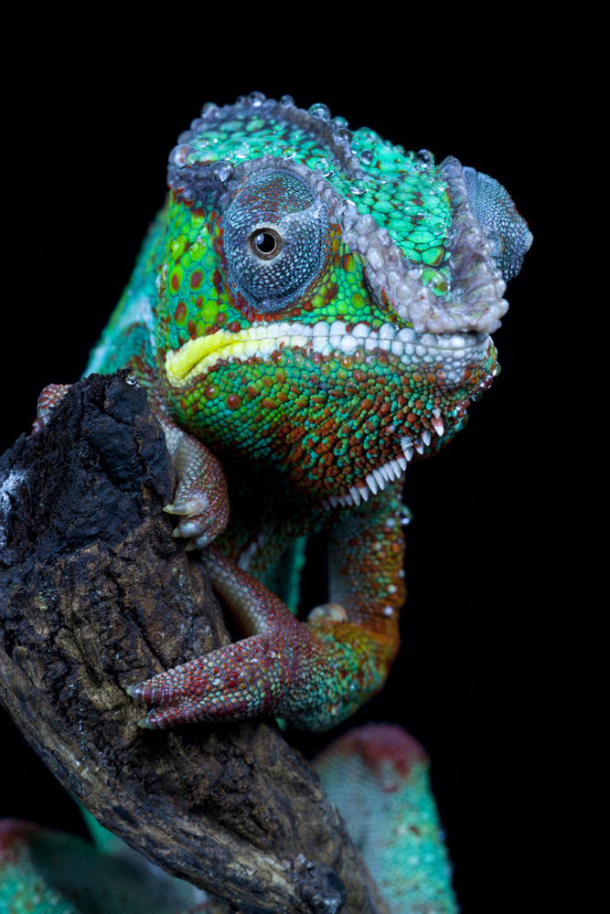 musts:  Chameleon_9946s by Angi Wallace 