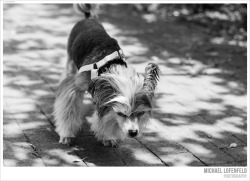 crestielove:  Chinese Crested (by mlofenfeld