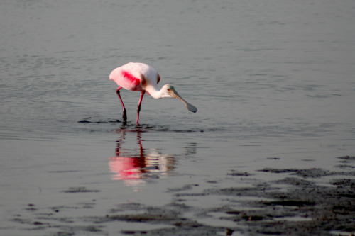 Roseate spoonbill, Black Point Wildlife Drive, Merritt Island National Wildlife Refuge - Titusville,