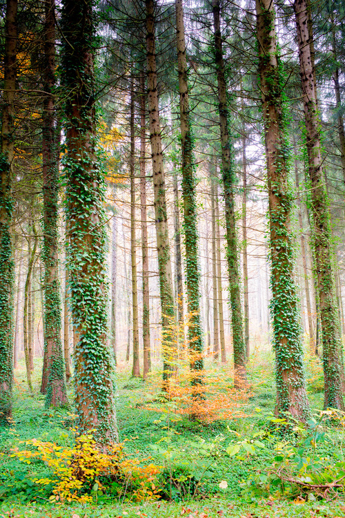 0rient-express:forêt de Cossonay | by Bertrand Monney.