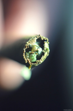 typegsir:  nickijuana:  Blunt of blue dream,