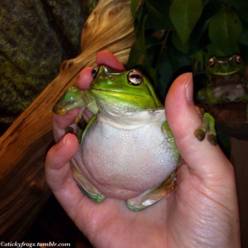 iridessence: stickyfrogs: Superb Posing Practice on the hand with Voigt! This frog is using your ha