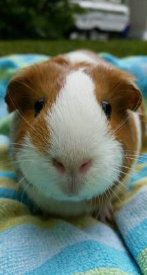 positivepiggies:  Bubbles wants to remind everyone that people and animals come and go, but their love never fades. They’ll always be there, maybe not physically, but in your heart. 