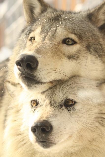 wolfsheart-blog:🐺 🤍 🐺 Don’t know who did this beautiful photo, but it’s close to supporting 💔 all my followers ( and not only ) in these hard times 🇺🇸 🗽