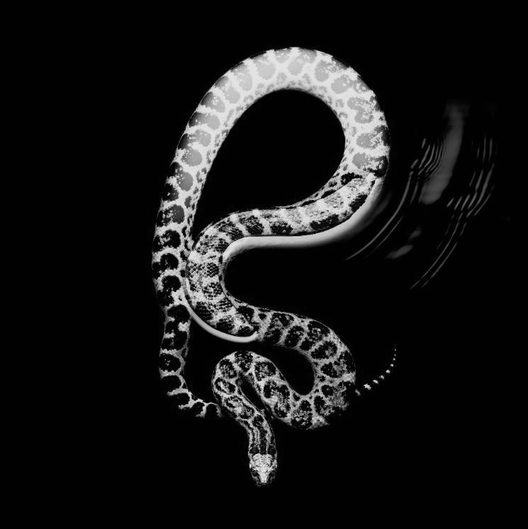 chaosophia218:  Serpents.1. White-Lipped Island Pit ViperCryptelytrops insularis/Trimeresurus