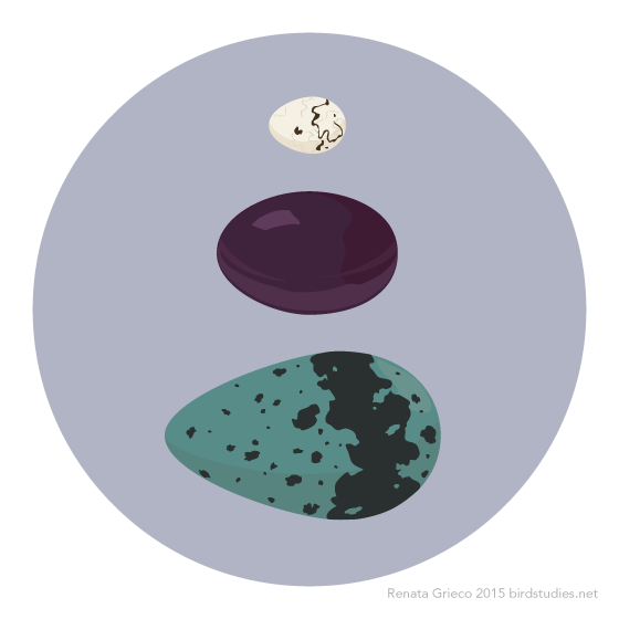 April 5, 2015 - Happy Easter/Spring! Another Assortment of Eggs
Top to bottom: Baltimore Oriole (white with streaks and spots), Chilean Tinamou (glossy purple), Common Murre (speckled blue-green)
I knew I wanted to draw tinamou eggs this year after...