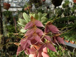 orchid-a-day:  Masdevallia decumanaJanuary