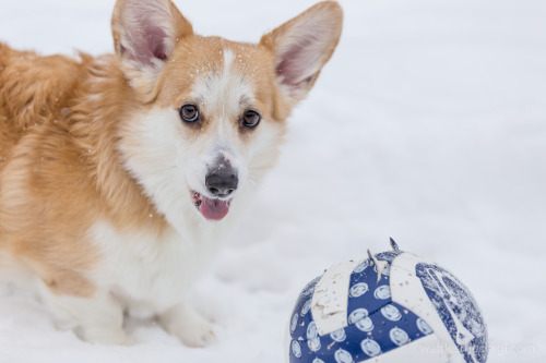 Corgi Search and Rescue Team - Deep Snow Division.