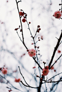 airemoderne:  moriyu-photolog:  紅梅 Red plum blossoms on Flickr. 今年はまだ撮影に行けてないので、去年の梅を。 2014-02-23    Snapchat: oh-javier