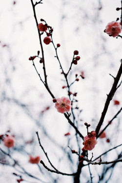 fuckyeahjapanandkorea:紅梅 Red plum blossoms
