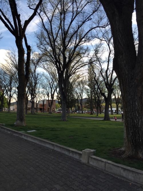 i was in Prescott all evening. visited that bookstore and bought a collection of Rilke poems and a R
