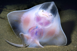 ted:  yahoonews:  Transparent animals They’re