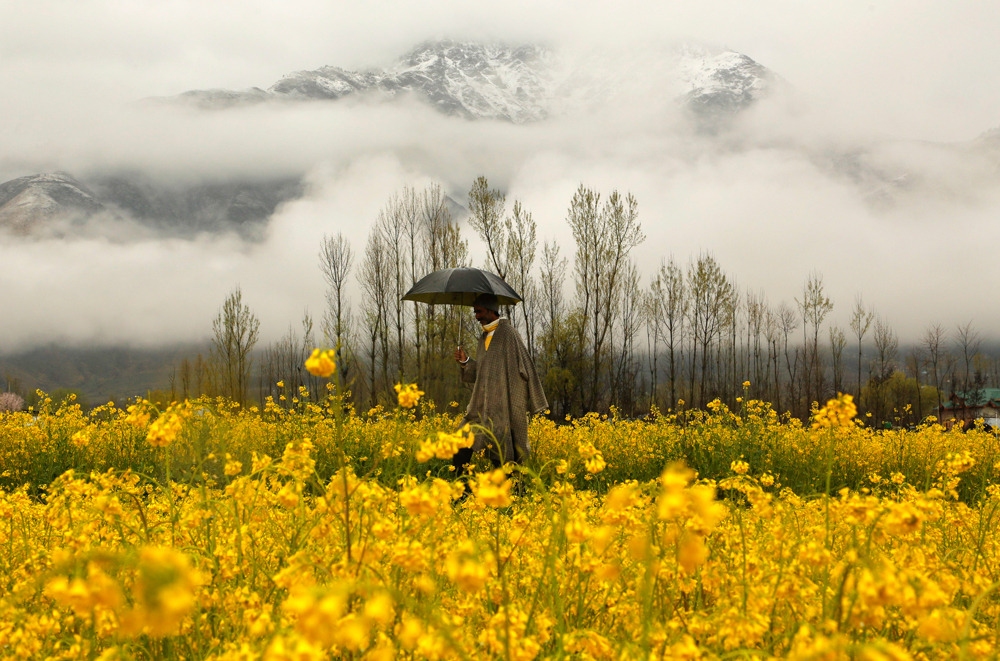 fotojournalismus:  A man walks through a mustard field during a rainy day on the