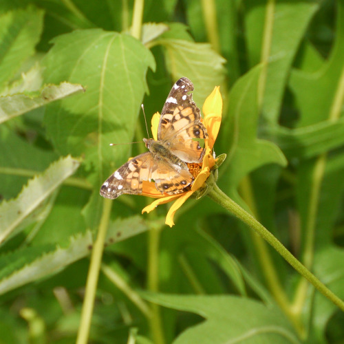 American LadySchurch-Thomson Prairie, 7-2-16