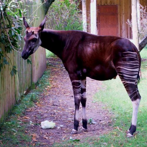 Okapi also known as Forest Giraffe.Surprisingly despite the stripes it is more related to the giraff