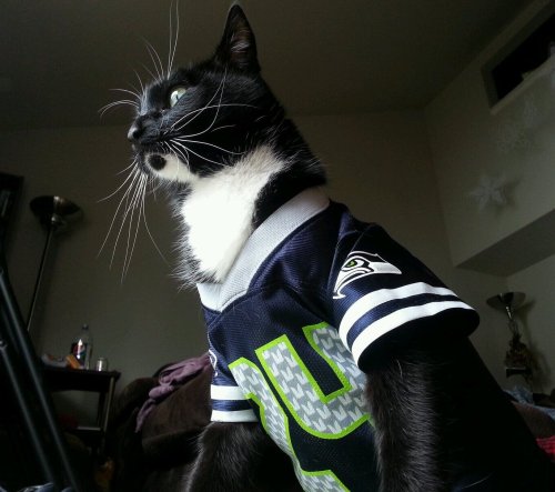 Super Bowl Sunday! Still taking photo submissions for Submit Your Kitties Sunday.Submit Your Kitties