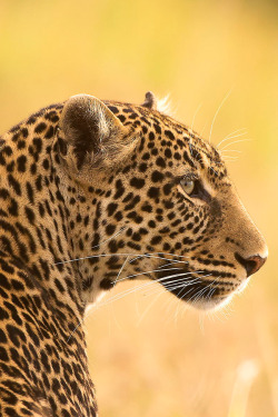 brazenbvll:  Leopard → (©) 