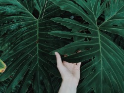 courtneymolyneaux:  My Hand On Flora / ii