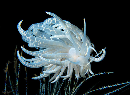 anudibranchaday:Arguably one of the coolest looking nudibranchs is the Phyllodesmium iriomotense, an