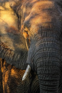 this-is-wild:  (via 500px / Elephant dappled mood by John Mullineux) 