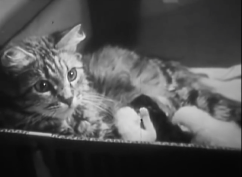 zoubazou:The Private Life of a Cat is an experimental short film by Alexander Hammid and Maya Deren 