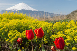 tulipnight:Fuji and Spring  by shinichiro*