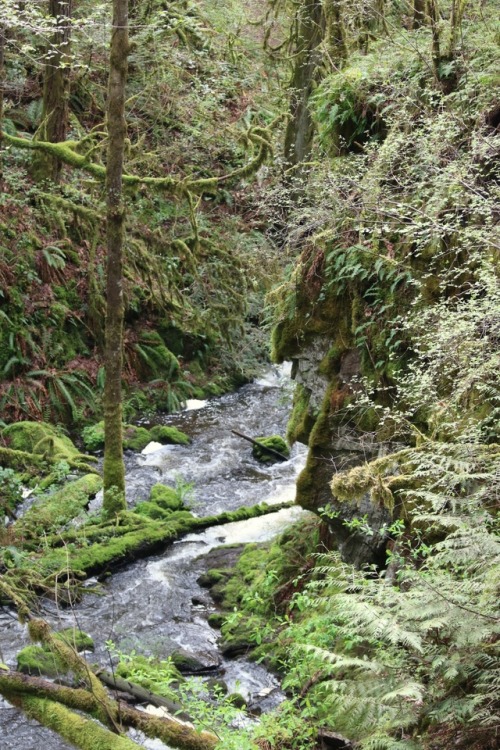 comoxphotography:A mossy River.