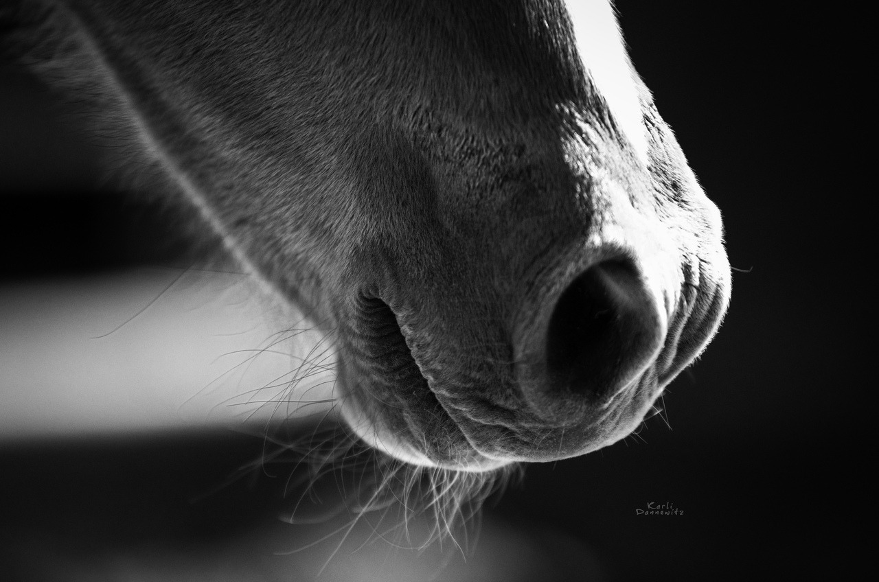karideshorses: karlidannewitz_photography