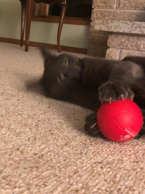 a-good-cat-named-charlotte:Here she is playing with a stress ball, she looks so heartbroken when she