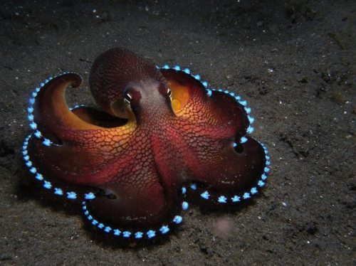 entheognosis:This octopus is a pure psychedelic manifestation of the ocean.