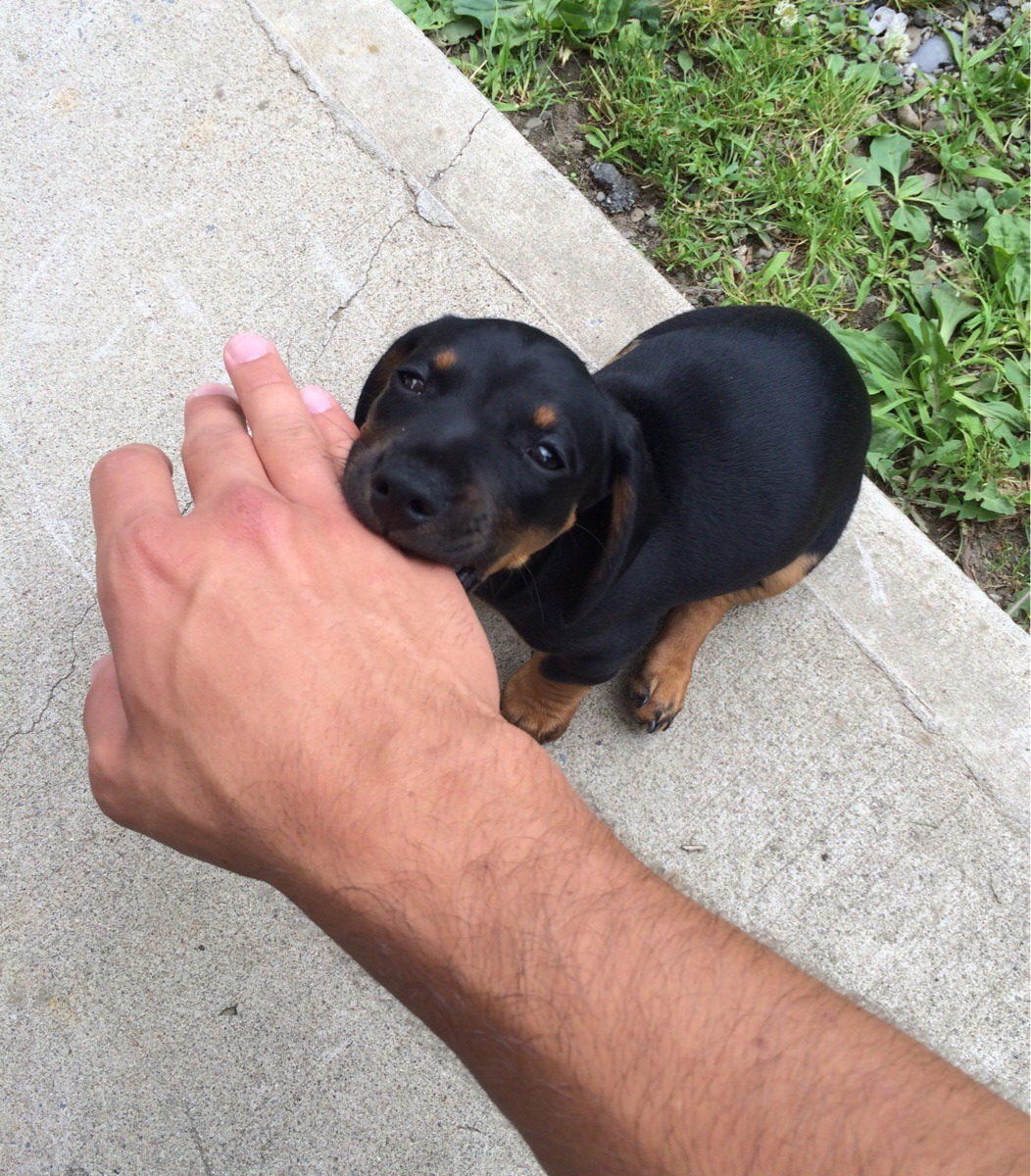 cute-pet-animals-aww:
“ Vicious Rottweiler attack
”