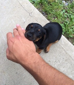 cute-pet-animals-aww:  Vicious Rottweiler attack 