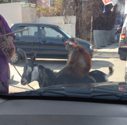 animals-riding-animals:  cool monkey riding goat